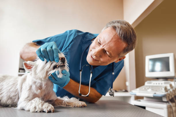 Urgent Tooth Repair in NC